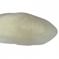 Otólito de pescadinha-branca