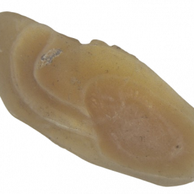 Otólito de pescada-amarela