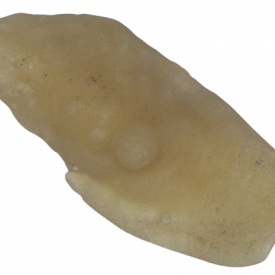 Otólito de pescada-amarela