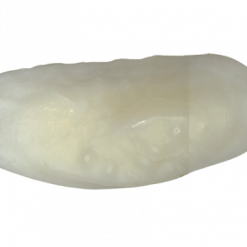 Otólito de pescadinha-branca